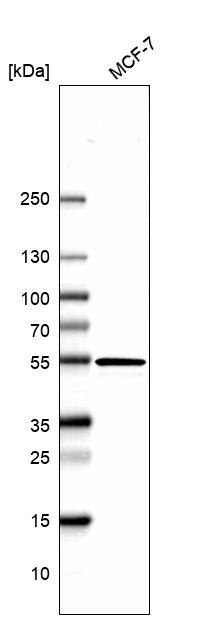 hnRNP H2 Antibody - BSA Free Western Blot: hnRNP H2 Antibody - BSA Free [NBP1-89816]