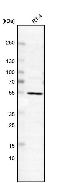 hnRNP H2 Antibody - BSA Free Western Blot: hnRNP H2 Antibody - BSA Free [NBP1-89817]