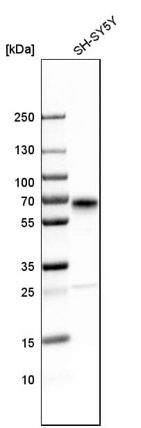 Secretogranin 3 Antibody - BSA Free Western Blot: Secretogranin 3 Antibody - BSA Free [NBP1-89825]
