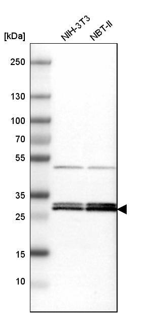 14-3-3 epsilon Antibody - BSA Free Western Blot: 14-3-3 epsilon Antibody - BSA Free [NBP1-89827]