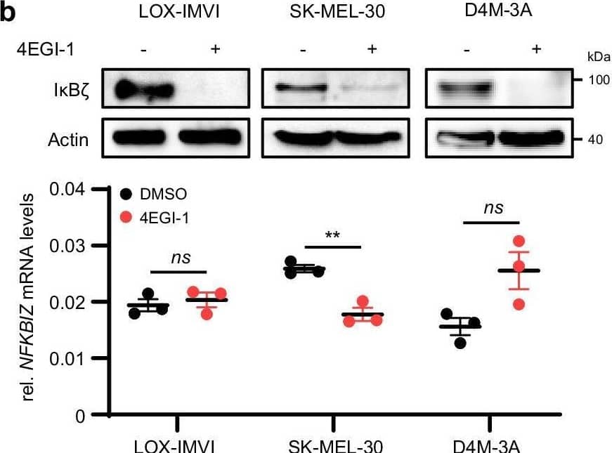 IKB zeta Antibody - BSA Free