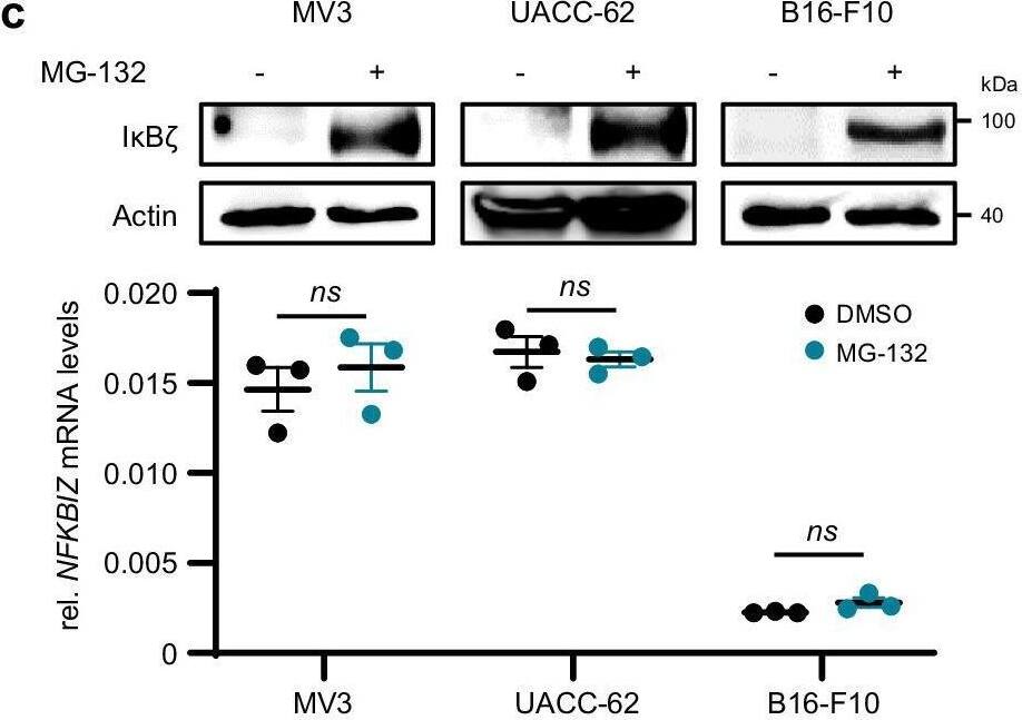 IKB zeta Antibody - BSA Free