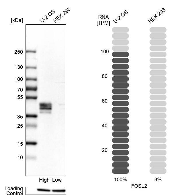 FRA2 Antibody - BSA Free Western Blot: FRA2 Antibody - BSA Free [NBP1-89842]