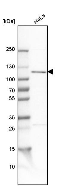 O-GlcNAc Transferase p110 subunit Antibody - BSA Free Western Blot: O-GlcNAc Transferase p110 subunit Antibody - BSA Free [NBP1-89844]