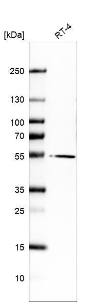 FAR1 Antibody - BSA Free Western Blot: FAR1 Antibody - BSA Free [NBP1-89847]