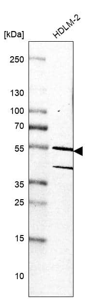 MINA Antibody - BSA Free Western Blot: MINA Antibody - BSA Free [NBP1-89862]
