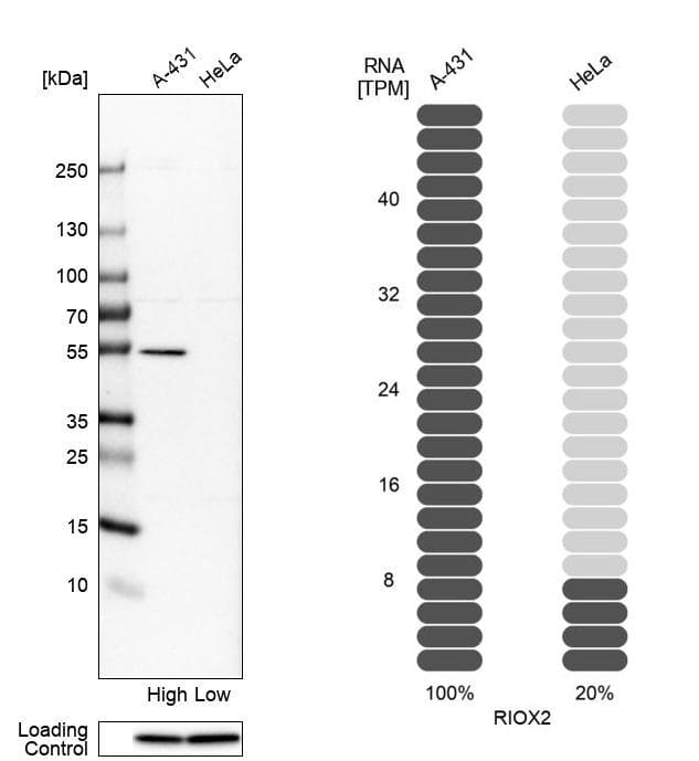 MINA Antibody - BSA Free Western Blot: MINA Antibody - BSA Free [NBP1-89863]
