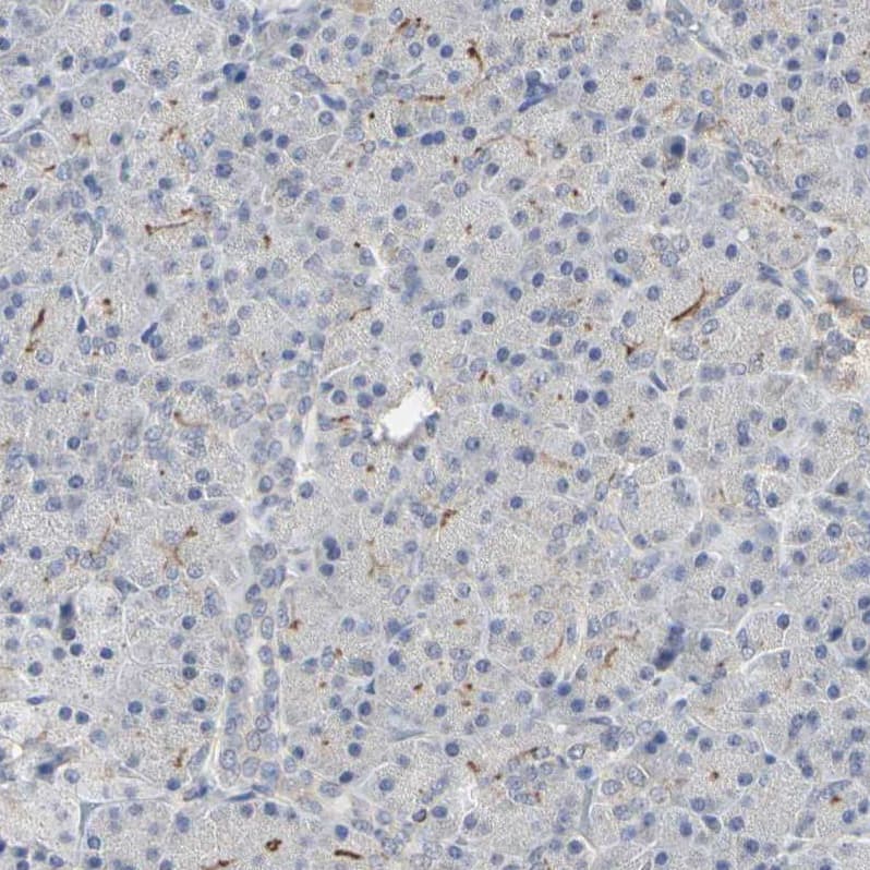 TAO Kinase 1 Antibody - BSA Free Immunohistochemistry-Paraffin: TAO Kinase 1 Antibody - BSA Free [NBP1-89864]