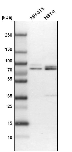 TORC1 Antibody - BSA Free Western Blot: TORC1 Antibody - BSA Free [NBP1-89865]