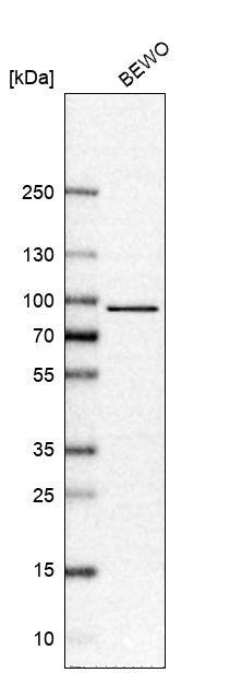 TORC1 Antibody - BSA Free Western Blot: TORC1 Antibody - BSA Free [NBP1-89865]