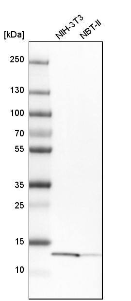 YBEY Antibody - BSA Free Western Blot: YBEY Antibody - BSA Free [NBP1-89876]