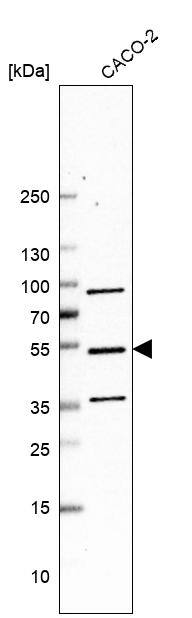 ERGI3 Antibody - BSA Free Western Blot: ERGI3 Antibody - BSA Free [NBP1-89881]