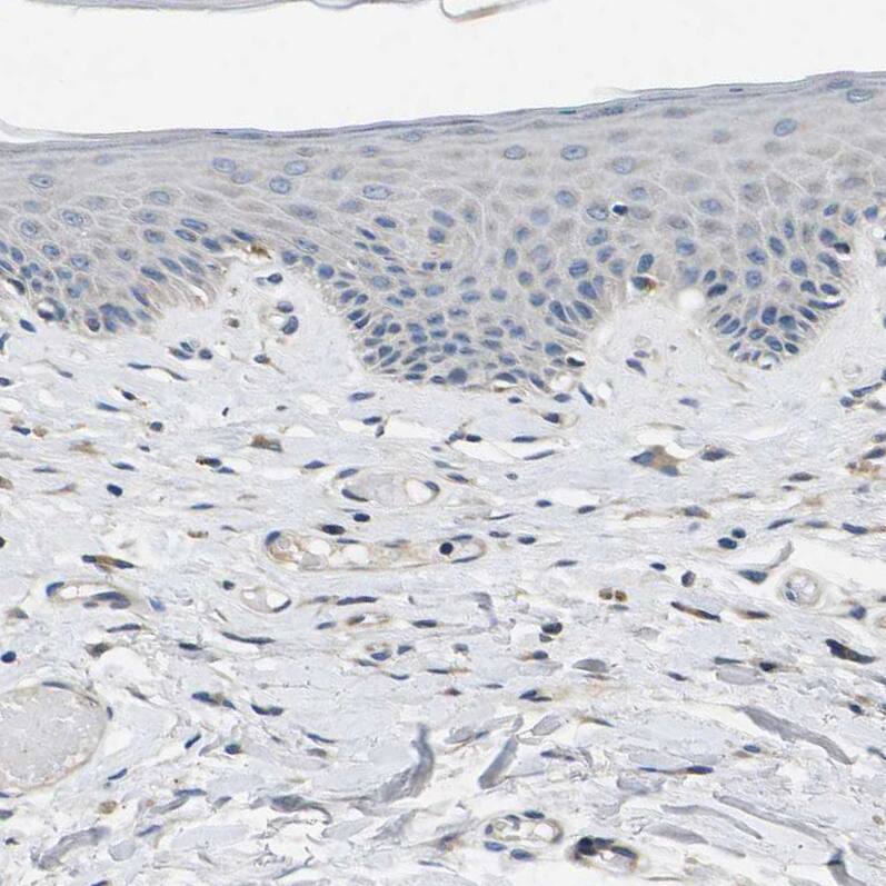 ERGI3 Antibody - BSA Free Immunohistochemistry-Paraffin: ERGI3 Antibody - BSA Free [NBP1-89881]