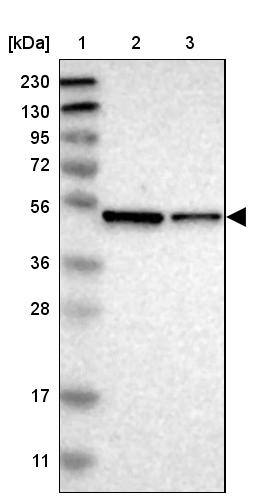 ERGI3 Antibody - BSA Free Western Blot: ERGI3 Antibody - BSA Free [NBP1-89882]
