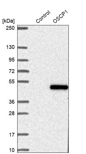 NOR1/OSCP1 Antibody - BSA Free Western Blot: NOR1/OSCP1 Antibody - BSA Free [NBP1-89889]