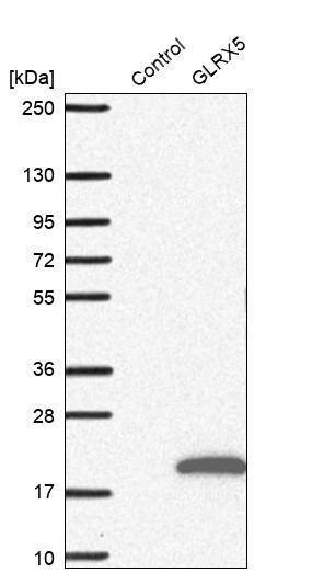 GLXR5 Antibody - BSA Free Western Blot: GLXR5 Antibody - BSA Free [NBP1-89897]