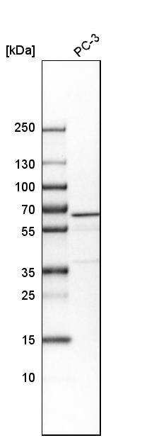VIPAR Antibody - BSA Free Western Blot: VIPAR Antibody - BSA Free [NBP1-89901]
