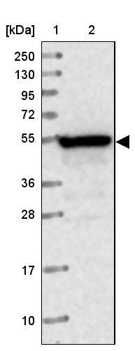 G5pr Antibody - BSA Free Western Blot: G5pr Antibody - BSA Free [NBP1-89907]