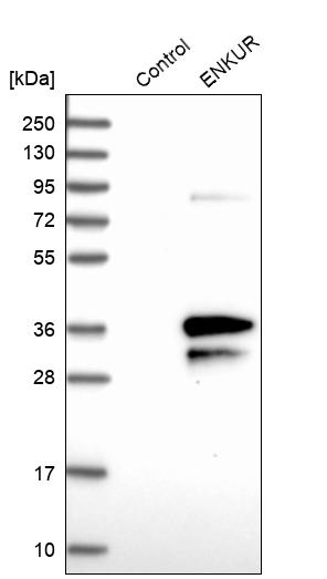 enkurin Antibody - BSA Free Western Blot: enkurin Antibody - BSA Free [NBP1-89911]