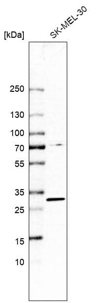PRPK Antibody - BSA Free Western Blot: PRPK Antibody - BSA Free [NBP1-89919]