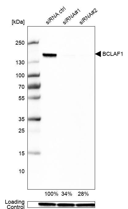 BTF Antibody - BSA Free Western Blot: BTF Antibody - BSA Free [NBP1-89924]