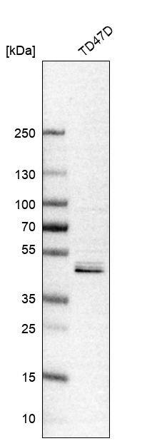Brk Antibody - BSA Free Western Blot: Brk Antibody - BSA Free [NBP1-89936]