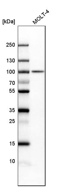 B-Raf Antibody - BSA Free Western Blot: B-Raf Antibody - BSA Free [NBP1-89942]