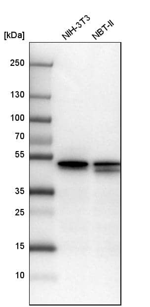 YB1 Antibody - BSA Free Western Blot: YB1 Antibody - BSA Free [NBP1-89945]