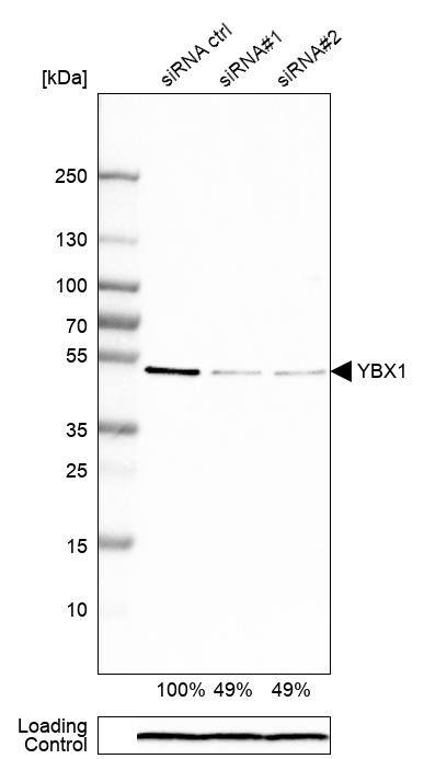 YB1 Antibody - BSA Free Western Blot: YB1 Antibody - BSA Free [NBP1-89945]