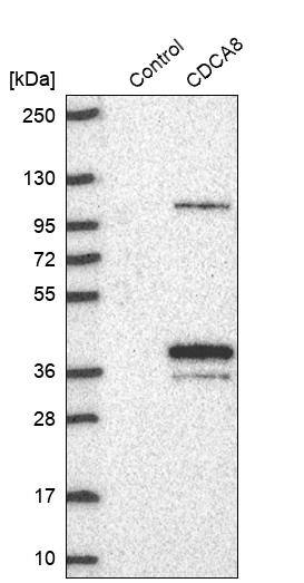 Borealin Antibody - BSA Free Western Blot: Borealin Antibody - BSA Free [NBP1-89949]