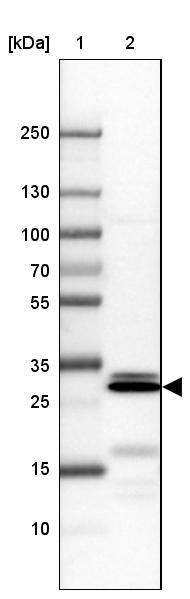 Borealin Antibody - BSA Free Western Blot: Borealin Antibody - BSA Free [NBP1-89949]