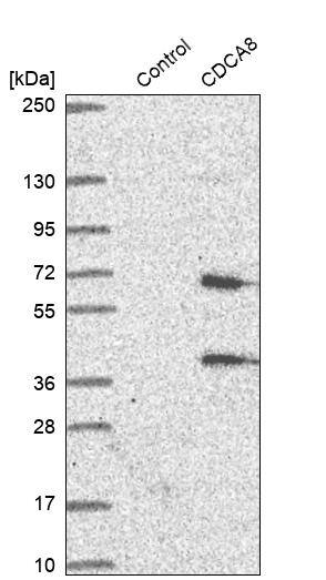 Borealin Antibody - BSA Free Western Blot: Borealin Antibody - BSA Free [NBP1-89950]