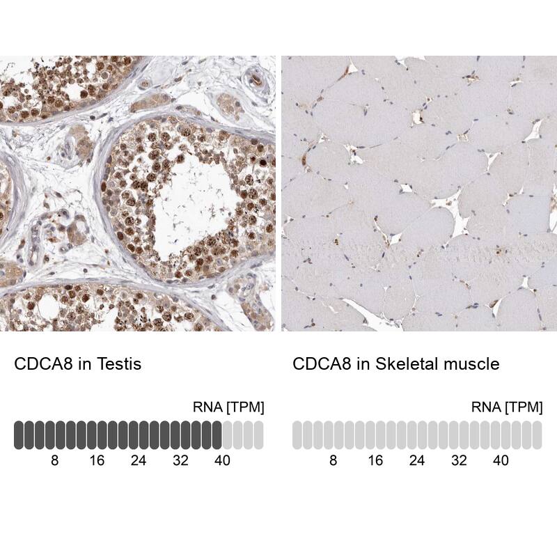 Borealin Antibody - BSA Free Immunohistochemistry-Paraffin: Borealin Antibody - BSA Free [NBP1-89951]