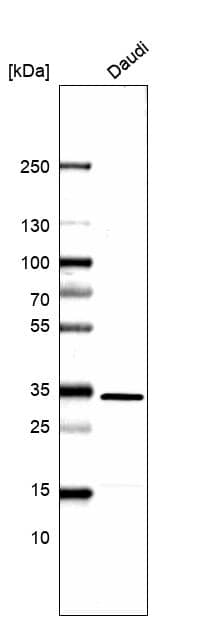 Borealin Antibody - BSA Free Western Blot: Borealin Antibody - BSA Free [NBP1-89951]