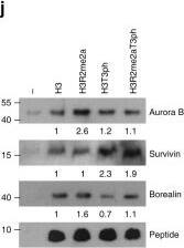 Borealin Antibody