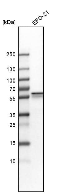 Osteopontin/OPN Antibody - BSA Free Western Blot: Osteopontin/OPN Antibody - BSA Free [NBP1-89952]