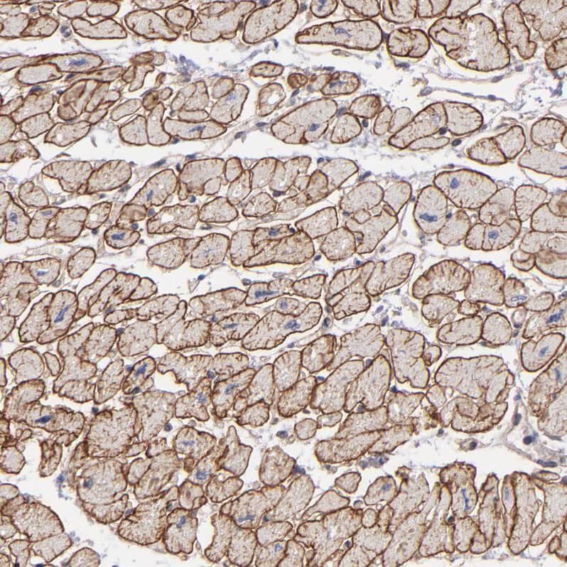 Dystrophin Antibody - BSA Free Immunohistochemistry-Paraffin: Dystrophin Antibody - BSA Free [NBP1-89954]