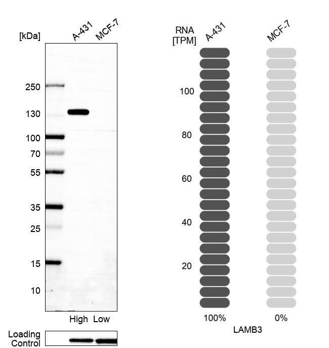 Laminin beta 3 Antibody - BSA Free Western Blot: Laminin beta 3 Antibody - BSA Free [NBP1-89956]