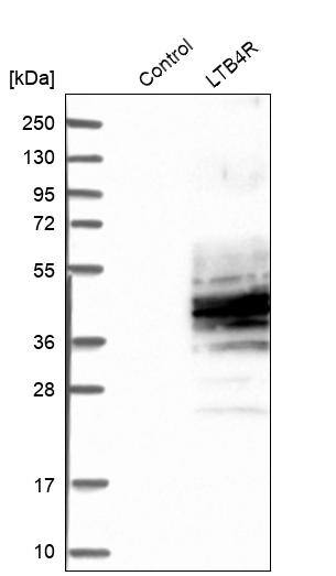 Leukotriene B4 R1 Antibody - BSA Free Western Blot: Leukotriene B4 R1 Antibody - BSA Free [NBP1-89959]
