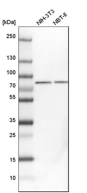 GRP78/HSPA5 Antibody - BSA Free Western Blot: GRP78/HSPA5 Antibody - BSA Free [NBP1-89968]