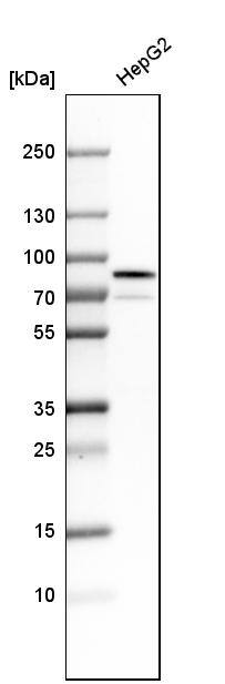 GRP78/HSPA5 Antibody - BSA Free Western Blot: GRP78/HSPA5 Antibody - BSA Free [NBP1-89969]