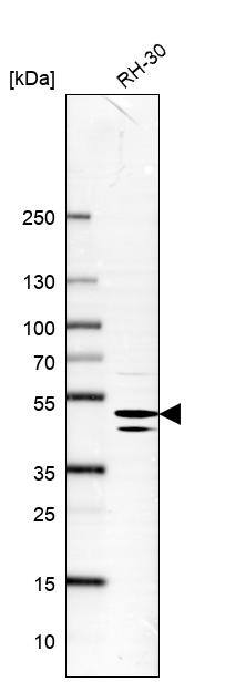 Endophilin B1/Bif-1 Antibody - BSA Free Western Blot: Endophilin B1/Bif-1 Antibody - BSA Free [NBP1-89972]