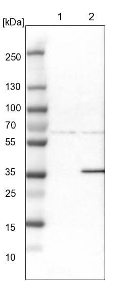 Endophilin B1/Bif-1 Antibody - BSA Free Western Blot: Endophilin B1/Bif-1 Antibody - BSA Free [NBP1-89973]