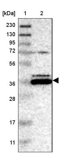 Endophilin B1/Bif-1 Antibody - BSA Free Western Blot: Endophilin B1/Bif-1 Antibody - BSA Free [NBP1-89973]