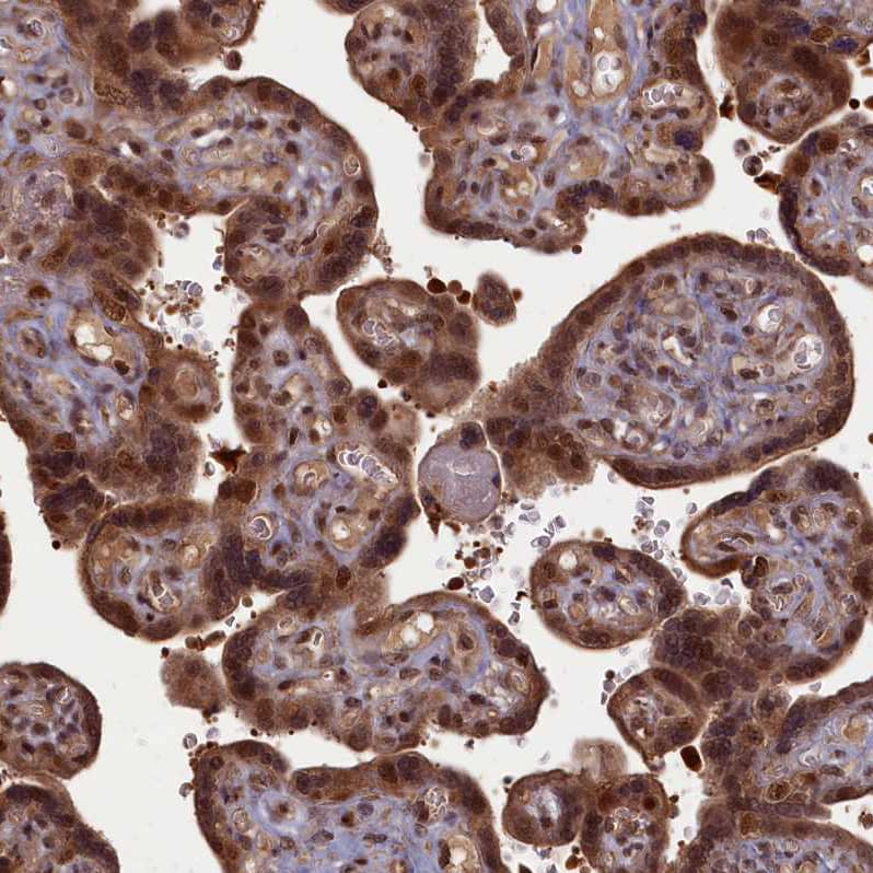 HIF-3 alpha Antibody - BSA Free Immunohistochemistry-Paraffin: HIF-3 alpha Antibody - BSA Free [NBP1-89977]