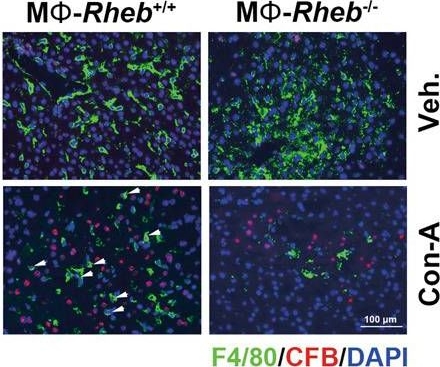 Complement Factor B Antibody - BSA Free