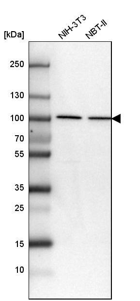 beta-Catenin Antibody - BSA Free Western Blot: beta-Catenin Antibody - BSA Free [NBP1-89989]