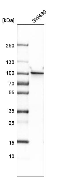 beta-Catenin Antibody - BSA Free Western Blot: beta-Catenin Antibody - BSA Free [NBP1-89989]