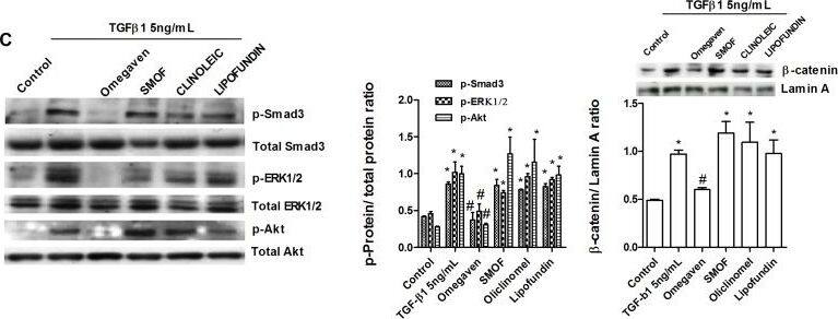 beta-Catenin Antibody - BSA Free