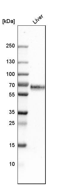 Kininogen Antibody - BSA Free Western Blot: Kininogen Antibody - BSA Free [NBP1-89994]